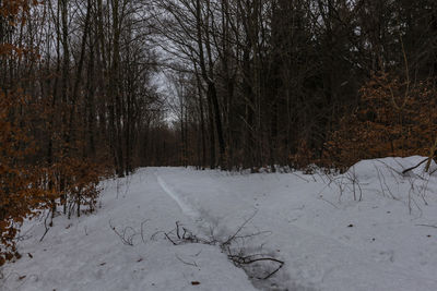 Snow covered land and trees in forest