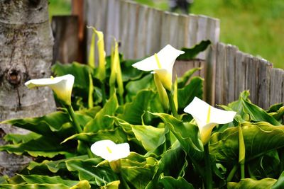 Close-up of white flowering plant