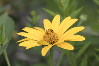 Close-up of yellow flower