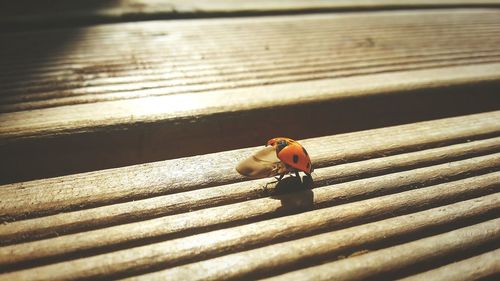 Close-up of ladybug on wall