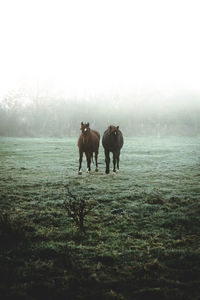 Horses on field against sky