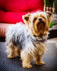 Portrait of dog on sofa at home