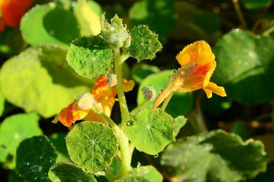 Close-up of yellow flowering plant