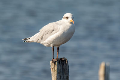 Close-up of seagull perching on wooden post