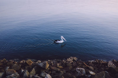 High angle view of seagulls on rock