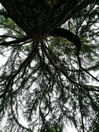 Low angle view of tree in forest against sky