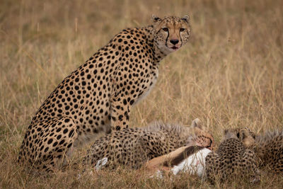 Cheetah sitting on field in zoo