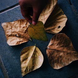 Cropped hand of person arranging dry leaves on walkway