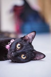 Portrait of black cat lying on floor