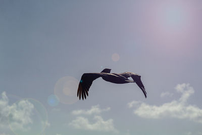 flying