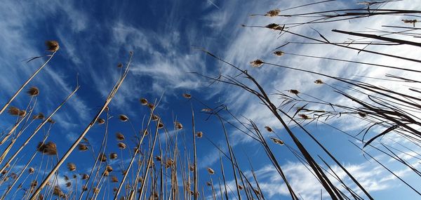 Low angle view of stalks against cloudy sky