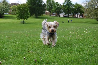 Dog standing on grassy field