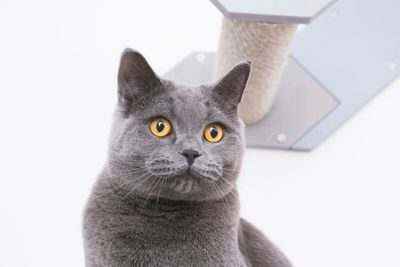 Close-up of cat against white background