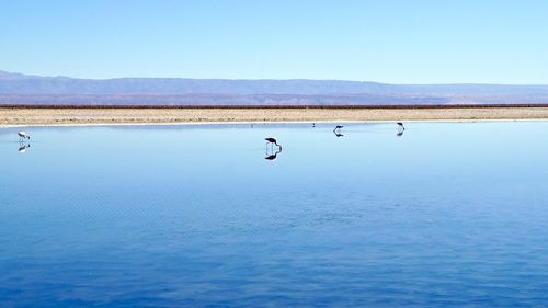 Scenic view of lake against clear blue sky