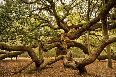 Tree in park