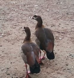 Ducks on beach