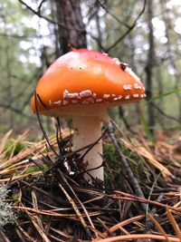 Close-up of mushroom on tree