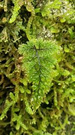 Close-up of fern leaves