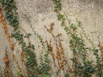 High angle view of ivy growing on wall