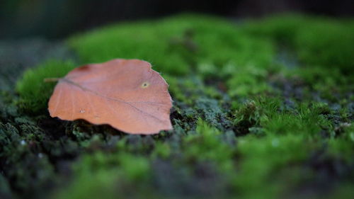 Close-up of dry leaf on field