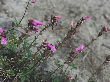 Close-up of pink flowers blooming outdoors