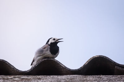 Seagull perching on a sea against clear sky