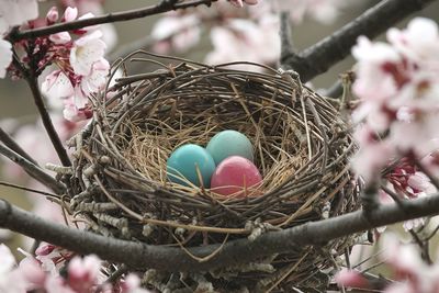 Cropped hand of person holding easter egg