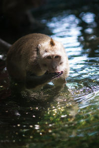 Portrait of seal in a lake