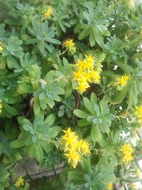 Close-up of yellow flowers