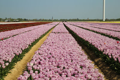 Pink flowering plants on field against sky