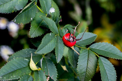 Close-up of ladybug on plant