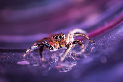 Close-up of spider on purple surface