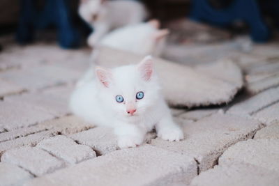 Portrait of white cat on footpath