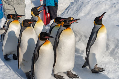 High angle view of penguins on snow