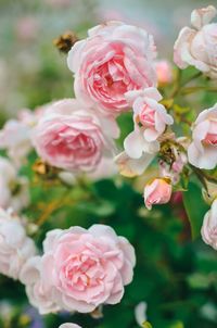 Close-up of pink roses