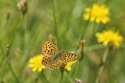 Close-up of butterfly pollinating on yellow flower