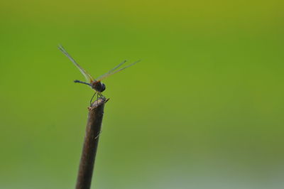 Close-up of insect