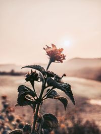 Close-up of wilted plant against sky during sunset