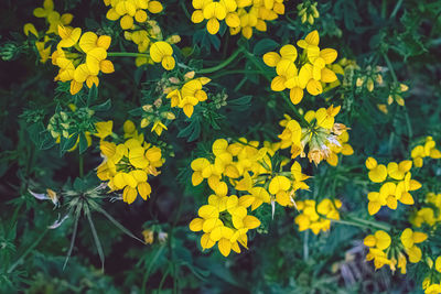 Close-up of yellow flowering plant