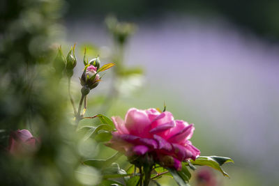 Close-up of pink flowering plant