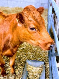 Cow looking away