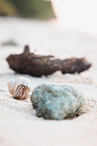 Close-up of shell on rock