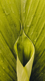 Full frame shot of green leaf