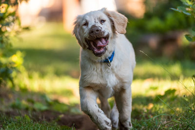 Dog running on field