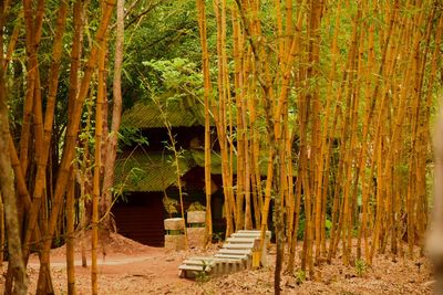 View of bamboo trees in forest