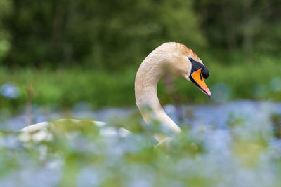 Close-up of swan