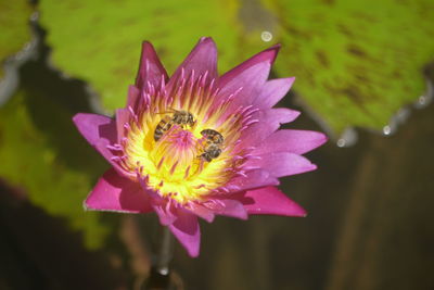 Close-up of bee pollinating on pink water lily