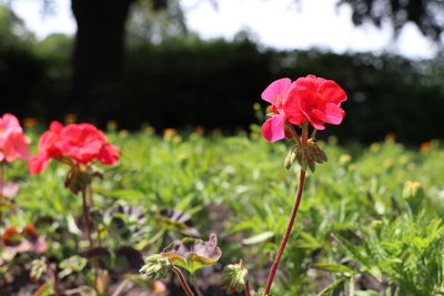 Close-up of pink flowering plant on field