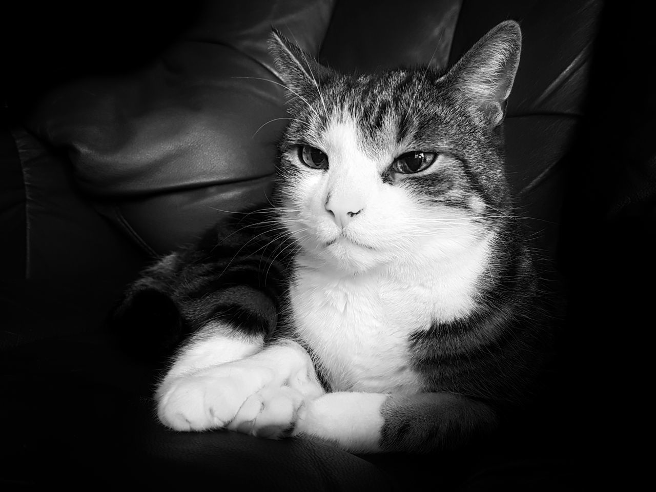 CLOSE-UP PORTRAIT OF CAT RELAXING ON SOFA AT HOME