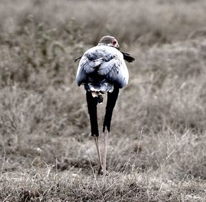 Rear view of bird on land